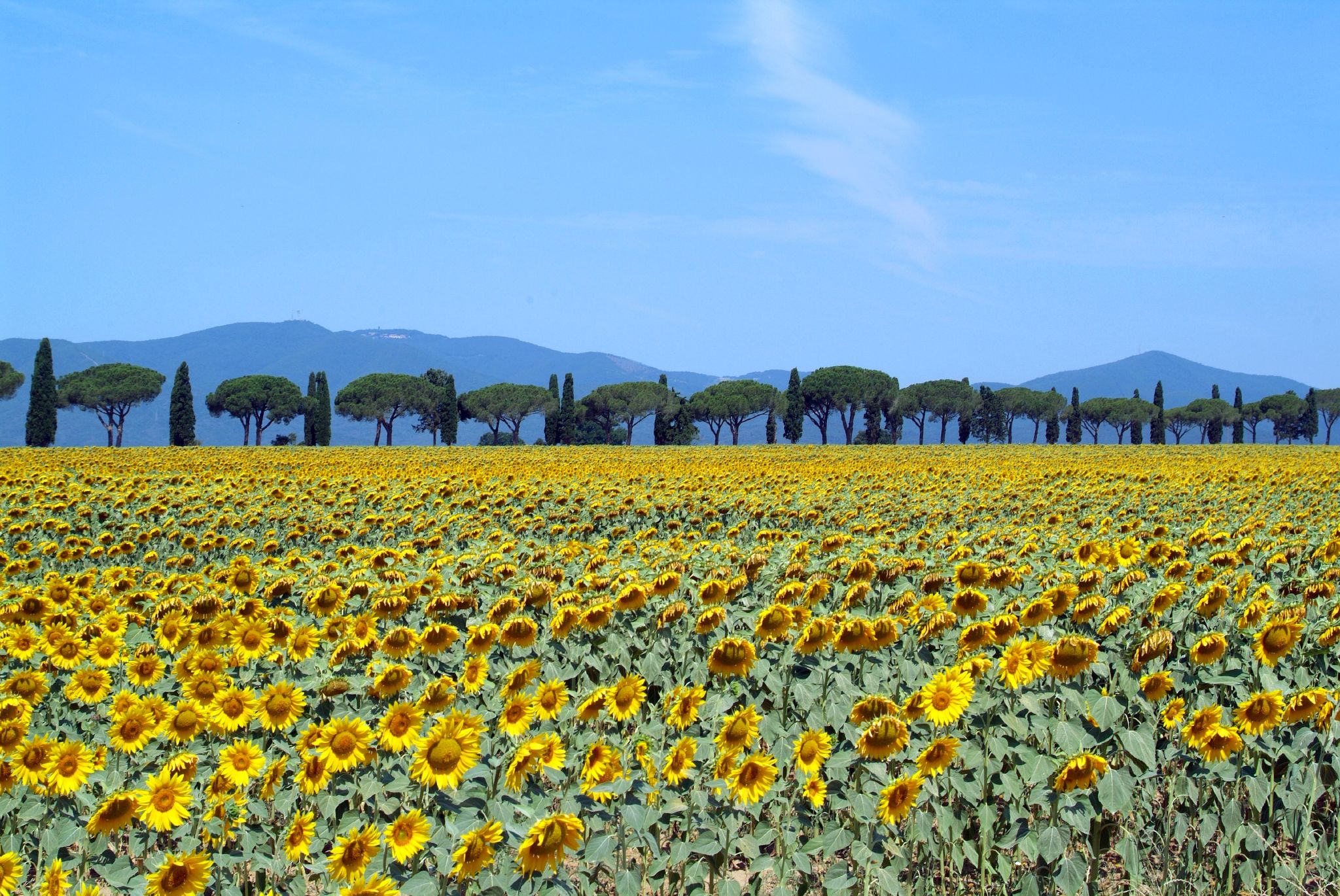 Sunflowers_in_bloom_-_Maremma_Toscana_-_